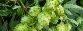 Luppolo: utile non solo alla birra